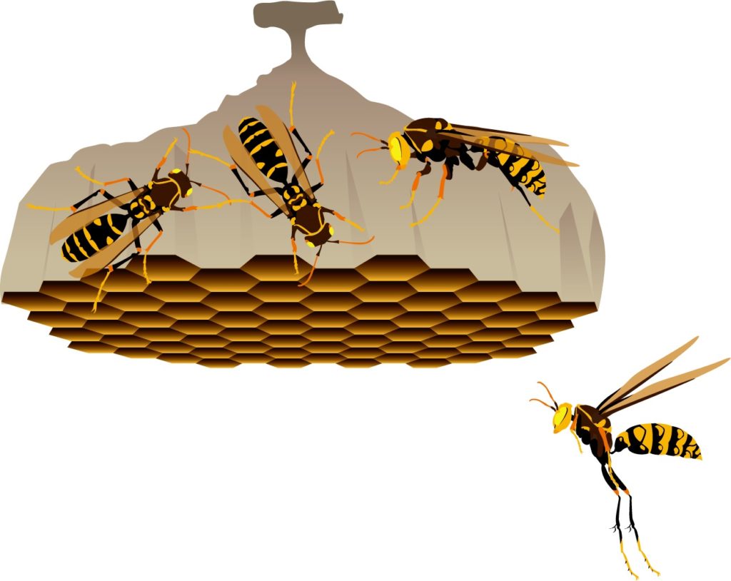 アシナガバチってどんなハチ？毒性は？アシナガバチの種類を知ろう。