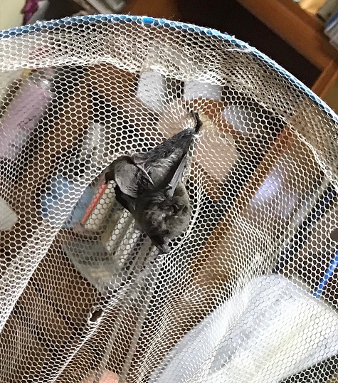 家の中にコウモリが 最も効果的なコウモリ撃退方法ってなに おかしな 害虫駆除 屋 のブログ